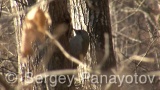 Видео клип на Сив кълвач - сив кълвач през размножителния период на ранна пролет в дъбовата гора около синеморец